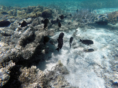 93 - Snorkeling ile Maurice janvier 2017 - GOPR5017_DxO Pbase.jpg