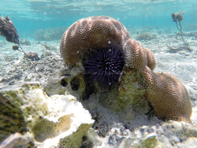 322 - Snorkeling ile Maurice janvier 2017 - GOPR5606_DxO Pbase.jpg