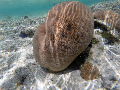 325 - Snorkeling ile Maurice janvier 2017 - GOPR5609_DxO Pbase.jpg