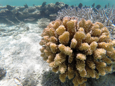 333 - Snorkeling ile Maurice janvier 2017 - GOPR5617_DxO Pbase.jpg