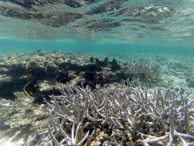 334 - Snorkeling ile Maurice janvier 2017 - GOPR5618_DxO Pbase.jpg