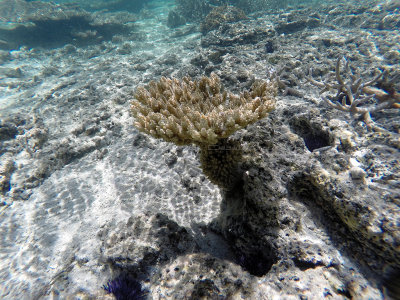 340 - Snorkeling ile Maurice janvier 2017 - GOPR5624_DxO Pbase.jpg