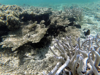 358 - Snorkeling ile Maurice janvier 2017 - GOPR5642_DxO Pbase.jpg