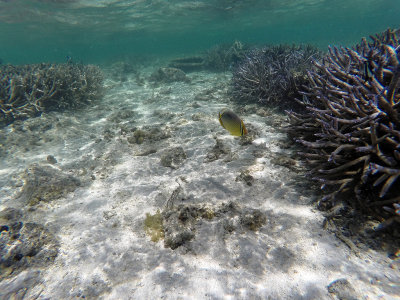 360 - Snorkeling ile Maurice janvier 2017 - GOPR5644_DxO Pbase.jpg