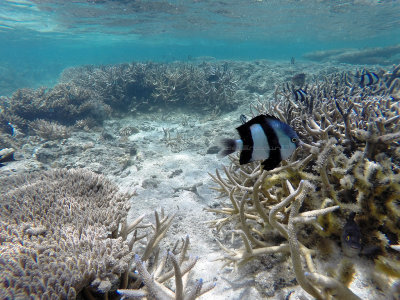 370 - Snorkeling ile Maurice janvier 2017 - GOPR5654_DxO Pbase.jpg