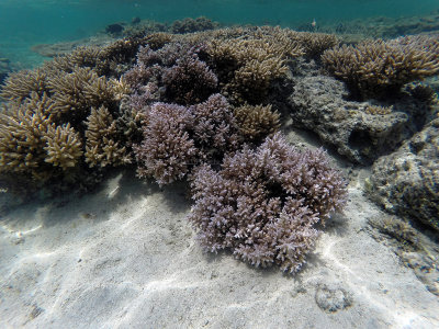 377 - Snorkeling ile Maurice janvier 2017 - GOPR5661_DxO Pbase.jpg