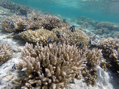 390 - Snorkeling ile Maurice janvier 2017 - GOPR5674_DxO Pbase.jpg