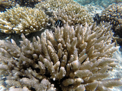 391 - Snorkeling ile Maurice janvier 2017 - GOPR5675_DxO Pbase.jpg