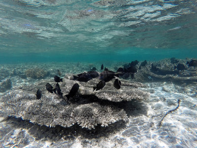 397 - Snorkeling ile Maurice janvier 2017 - GOPR5681_DxO Pbase.jpg