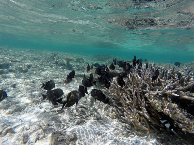 400 - Snorkeling ile Maurice janvier 2017 - GOPR5684_DxO Pbase.jpg