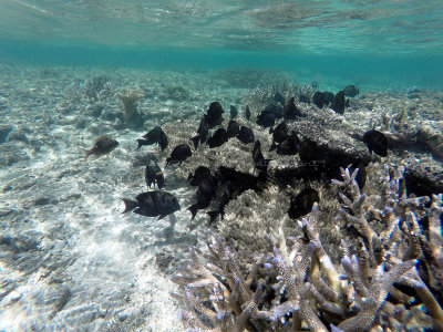 402 - Snorkeling ile Maurice janvier 2017 - GOPR5686_DxO Pbase.jpg