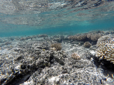 404 - Snorkeling ile Maurice janvier 2017 - GOPR5688_DxO Pbase.jpg