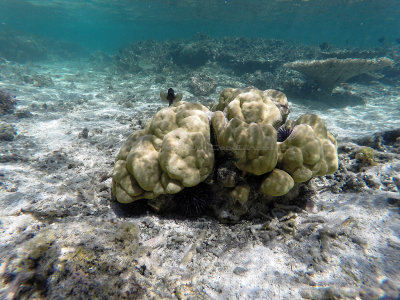 405 - Snorkeling ile Maurice janvier 2017 - GOPR5689_DxO Pbase.jpg