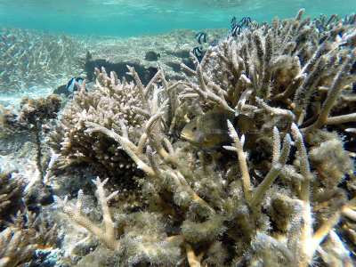 408 - Snorkeling ile Maurice janvier 2017 - GOPR5692_DxO Pbase.jpg