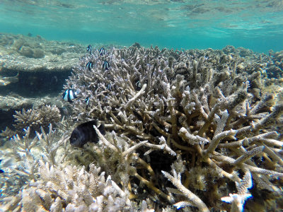 409 - Snorkeling ile Maurice janvier 2017 - GOPR5693_DxO Pbase.jpg