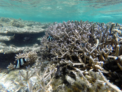 410 - Snorkeling ile Maurice janvier 2017 - GOPR5694_DxO Pbase.jpg