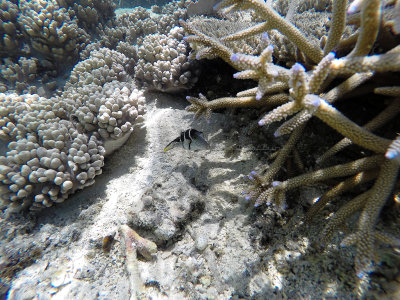 416 - Snorkeling ile Maurice janvier 2017 - GOPR5700_DxO Pbase.jpg