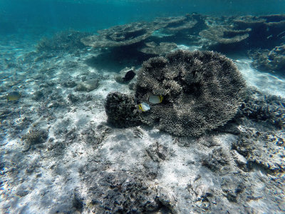 435 - Snorkeling ile Maurice janvier 2017 - GOPR5719_DxO Pbase.jpg