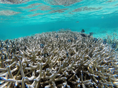 440 - Snorkeling ile Maurice janvier 2017 - GOPR5724_DxO Pbase.jpg