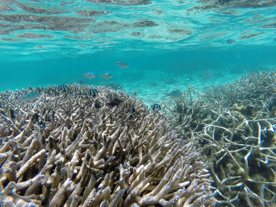 441 - Snorkeling ile Maurice janvier 2017 - GOPR5725_DxO Pbase.jpg