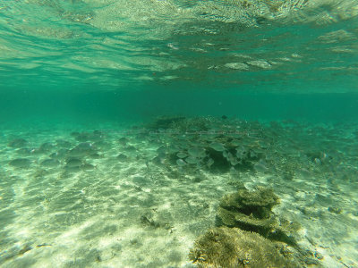 443 - Snorkeling ile Maurice janvier 2017 - GOPR5727_DxO Pbase.jpg