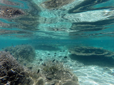 446 - Snorkeling ile Maurice janvier 2017 - GOPR5730_DxO Pbase.jpg