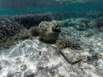 447 - Snorkeling ile Maurice janvier 2017 - GOPR5731_DxO Pbase.jpg