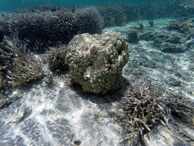 448 - Snorkeling ile Maurice janvier 2017 - GOPR5732_DxO Pbase.jpg