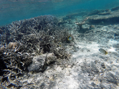 450 - Snorkeling ile Maurice janvier 2017 - GOPR5736_DxO Pbase.jpg