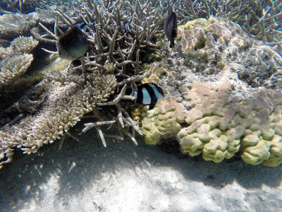 456 - Snorkeling ile Maurice janvier 2017 - GOPR5742_DxO Pbase.jpg