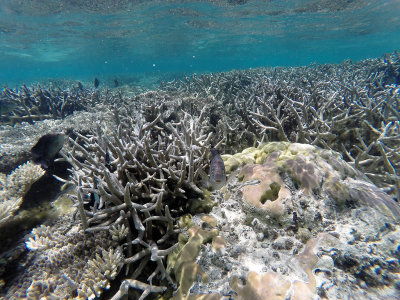 458 - Snorkeling ile Maurice janvier 2017 - GOPR5744_DxO Pbase.jpg