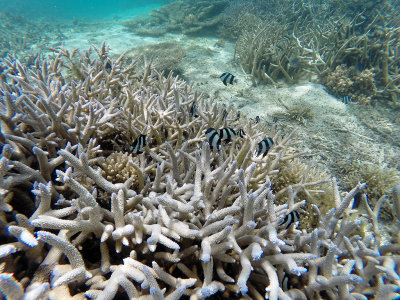 473 - Snorkeling ile Maurice janvier 2017 - GOPR5759_DxO Pbase.jpg