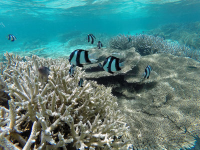 476 - Snorkeling ile Maurice janvier 2017 - GOPR5762_DxO Pbase.jpg