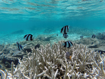 477 - Snorkeling ile Maurice janvier 2017 - GOPR5763_DxO Pbase.jpg