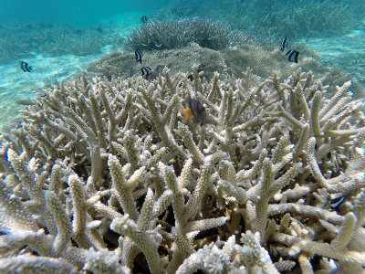 479 - Snorkeling ile Maurice janvier 2017 - GOPR5765_DxO Pbase.jpg