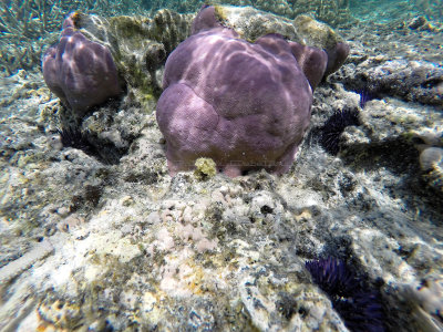 487 - Snorkeling ile Maurice janvier 2017 - GOPR5773_DxO Pbase.jpg