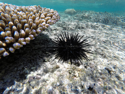 502 - Snorkeling ile Maurice janvier 2017 - GOPR5788_DxO Pbase.jpg