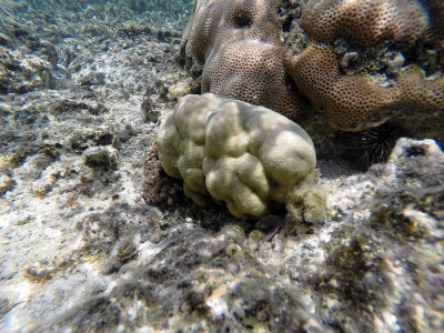 531 - Snorkeling ile Maurice janvier 2017 - GOPR5817_DxO Pbase.jpg