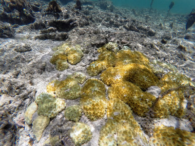 538 - Snorkeling ile Maurice janvier 2017 - GOPR5824_DxO Pbase.jpg