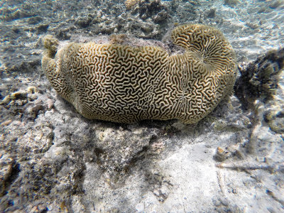 541 - Snorkeling ile Maurice janvier 2017 - GOPR5827_DxO Pbase.jpg