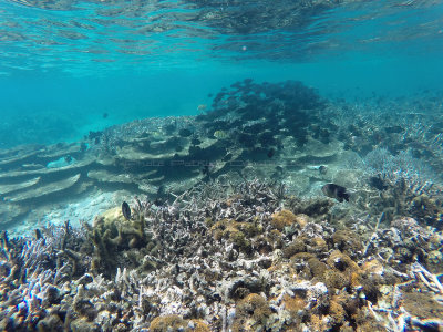 555 - Snorkeling ile Maurice janvier 2017 - GOPR6588_DxO Pbase.jpg