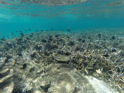 557 - Snorkeling ile Maurice janvier 2017 - GOPR6590_DxO Pbase.jpg