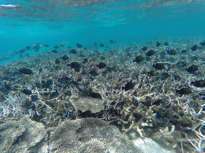 558 - Snorkeling ile Maurice janvier 2017 - GOPR6591_DxO Pbase.jpg