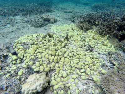 566 - Snorkeling ile Maurice janvier 2017 - GOPR6599_DxO Pbase.jpg