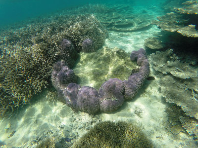 573 - Snorkeling ile Maurice janvier 2017 - GOPR6606_DxO Pbase.jpg