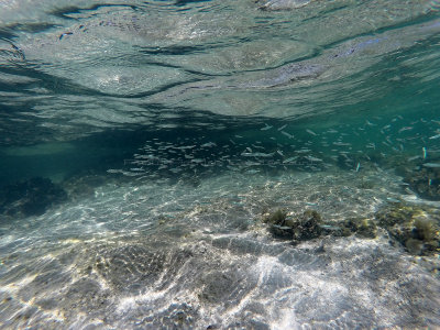 619 - Snorkeling ile Maurice janvier 2017 - GOPR6653_DxO Pbase.jpg