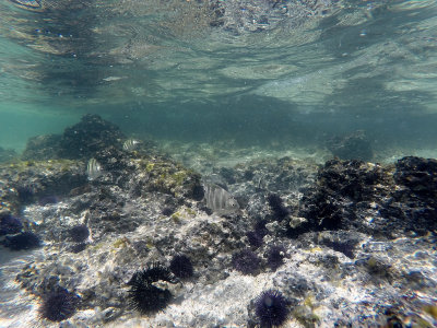 623 - Snorkeling ile Maurice janvier 2017 - GOPR6657_DxO Pbase.jpg