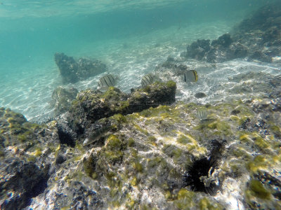 626 - Snorkeling ile Maurice janvier 2017 - GOPR6660_DxO Pbase.jpg