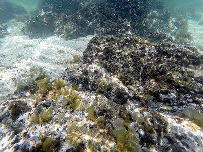 630 - Snorkeling ile Maurice janvier 2017 - GOPR6664_DxO Pbase.jpg