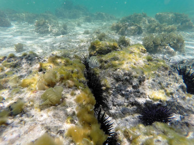 633 - Snorkeling ile Maurice janvier 2017 - GOPR6667_DxO Pbase.jpg